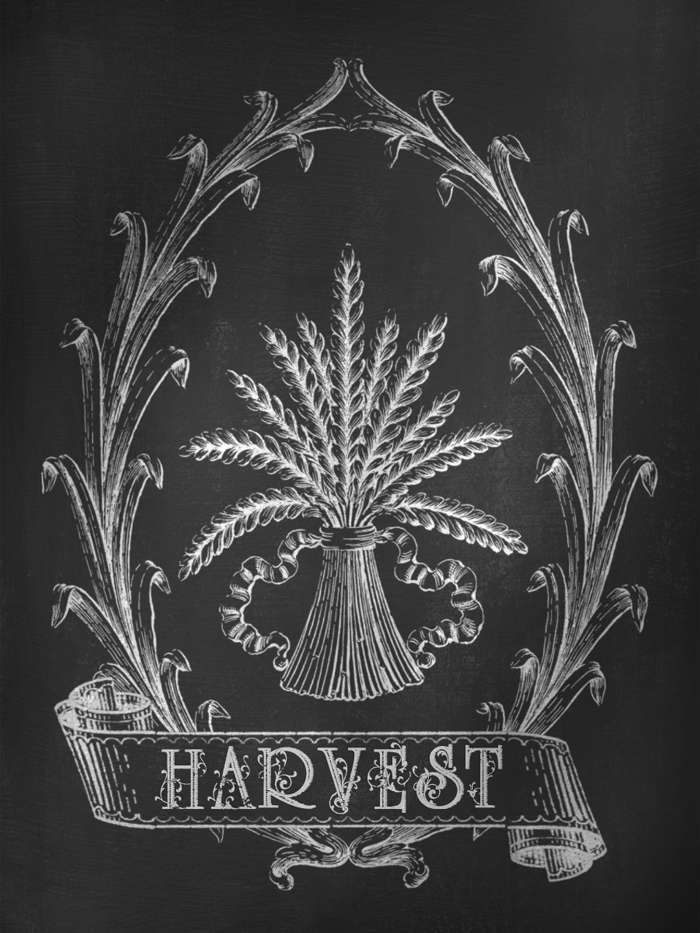 Harvest Autumn Chalkboard Art - Digital Goodie - Free Printable on threelittlekittens.com/blog