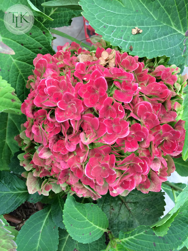 Hydrangea