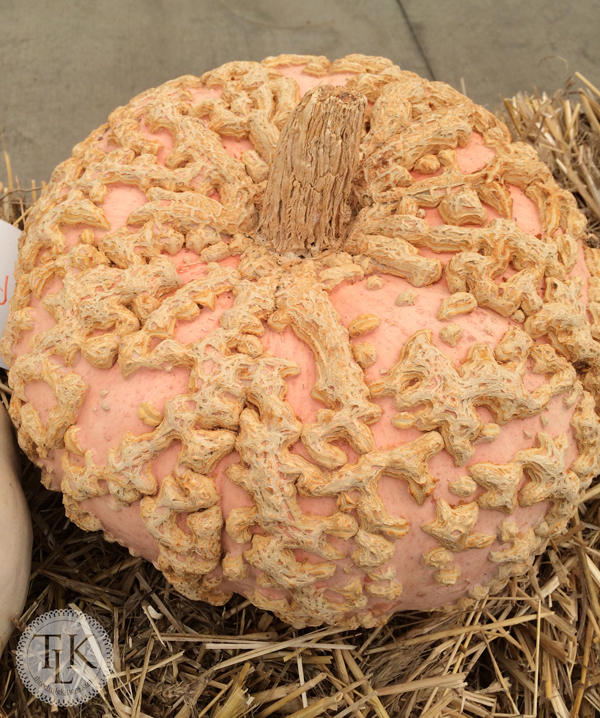 THREE LITTLE KITTENS BLOG | Peanut Pumpkin | Fall at the Nursery