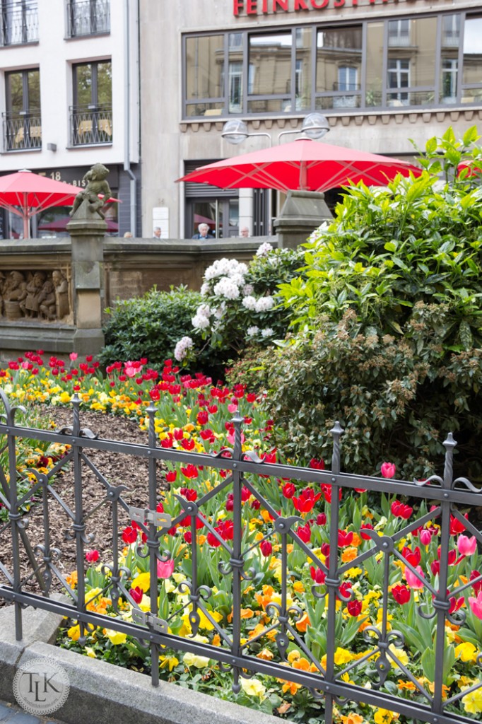 Springtime-Tulips-in-Cologne