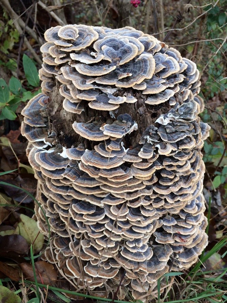Lichen covered stump