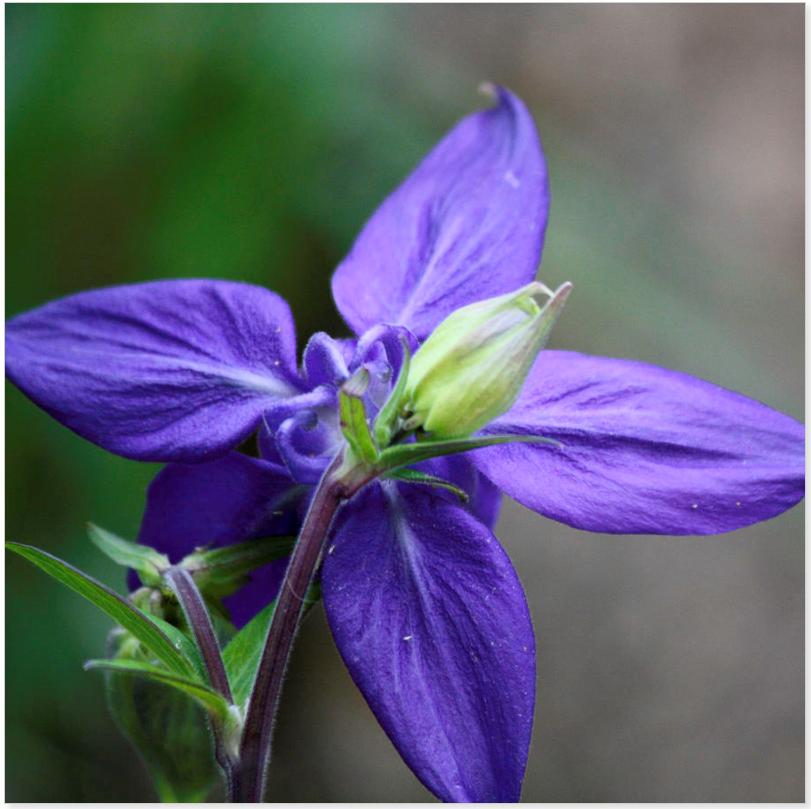 Blue Columbine Squared by Teresa Mucha - Vote today on FineArtAmerica for this image to win!