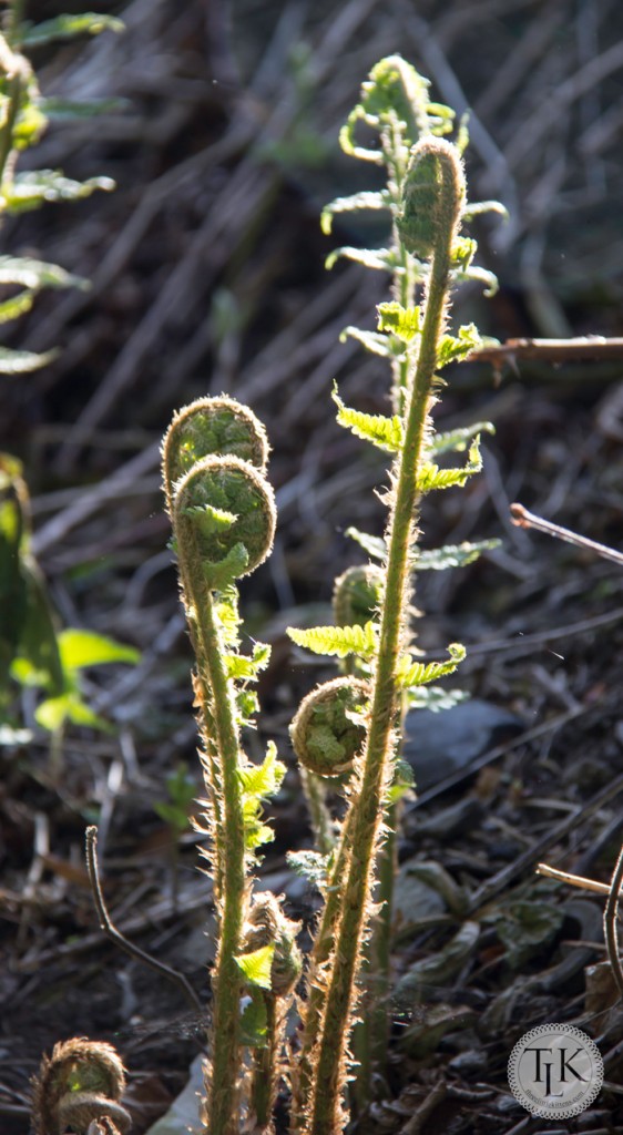 Fiddleheads-04