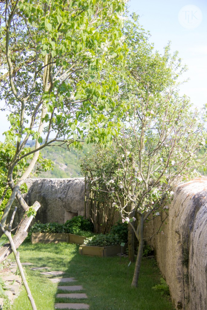 Fruit-Trees-at-Marksburg-Castle