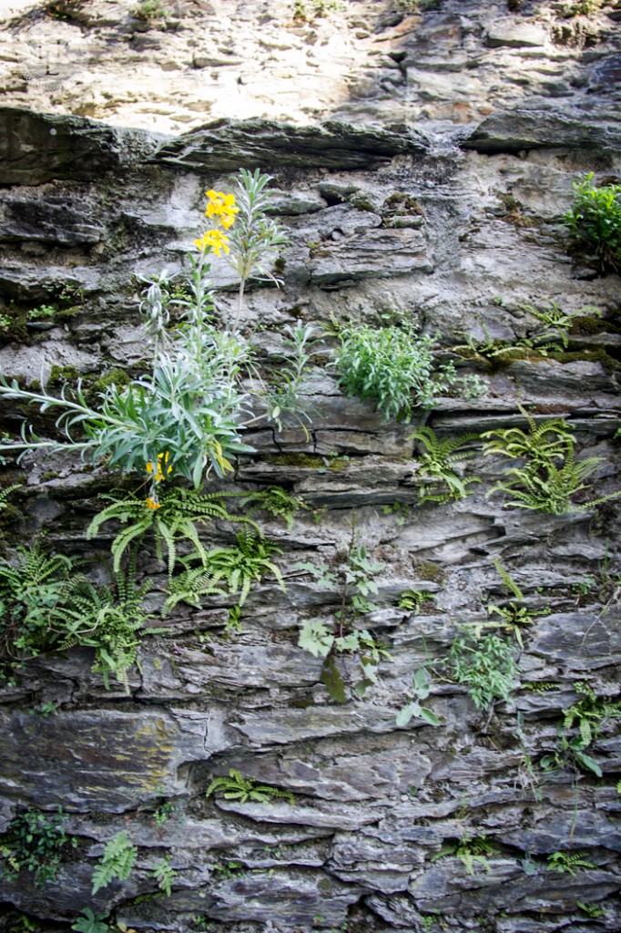 Living-Wall-2