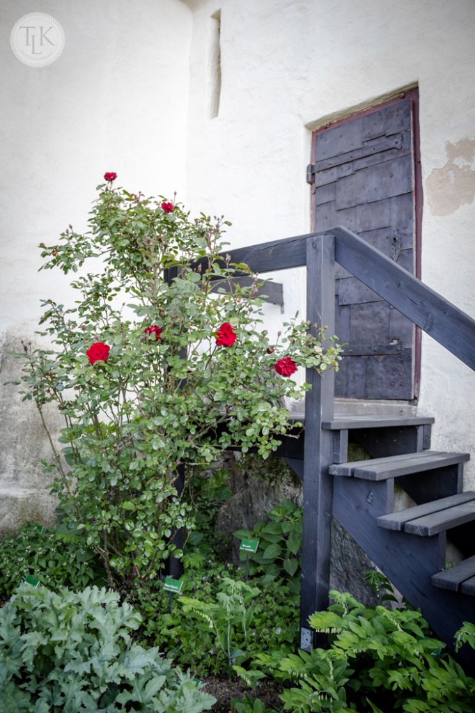 Roses-in-the-Garden-at-Marksburg-Castle