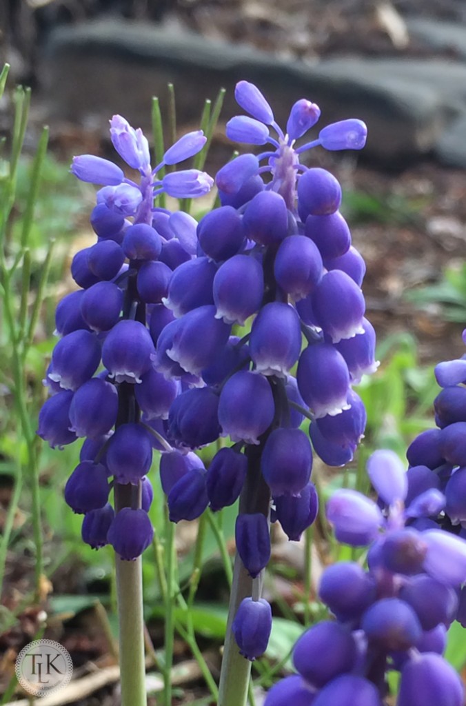 Grape Hyacinths