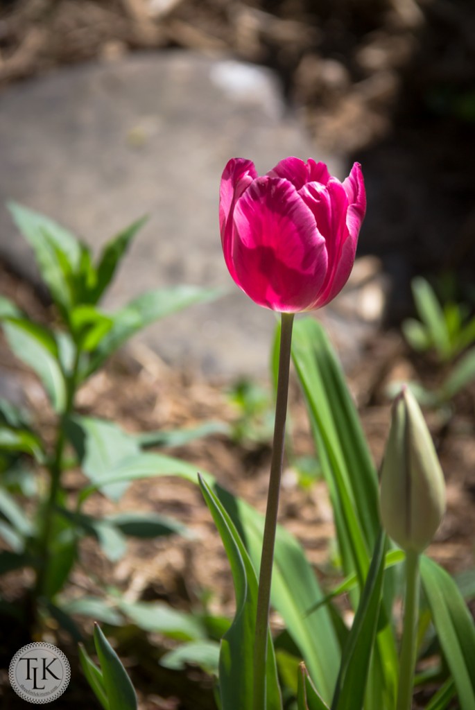 Hot Pink Tulip