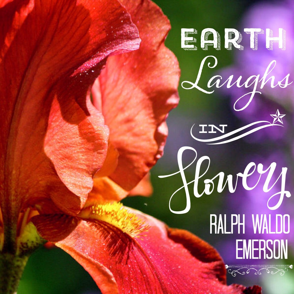 Earth laughs in Flowers ~ Ralph Waldo Emerson quote on threelittlekittens.com/blog