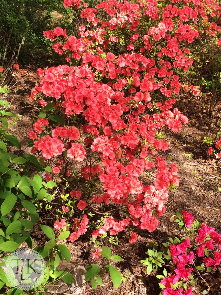 Coral Azaleas blooming in the garden