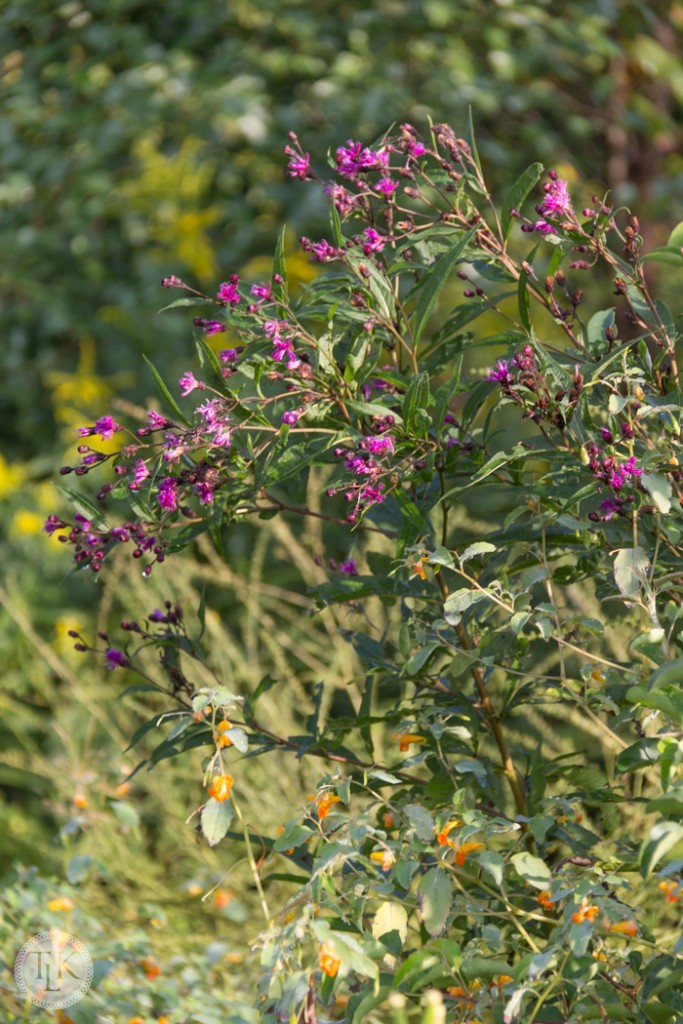 Purple Ironweed and Jewelweed