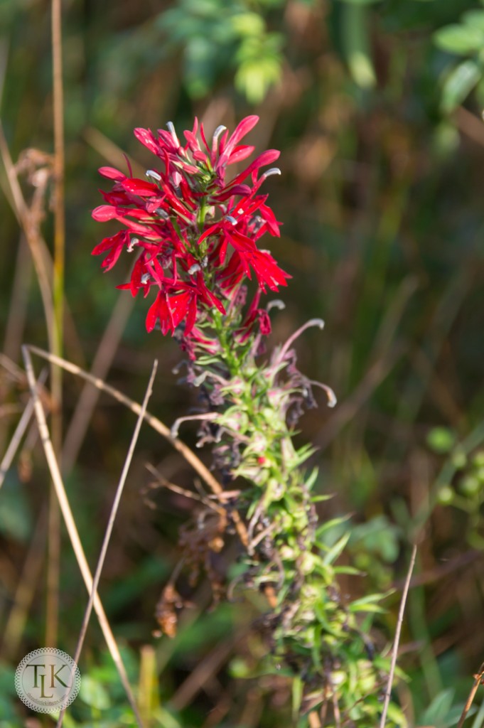 Cardinal Flower