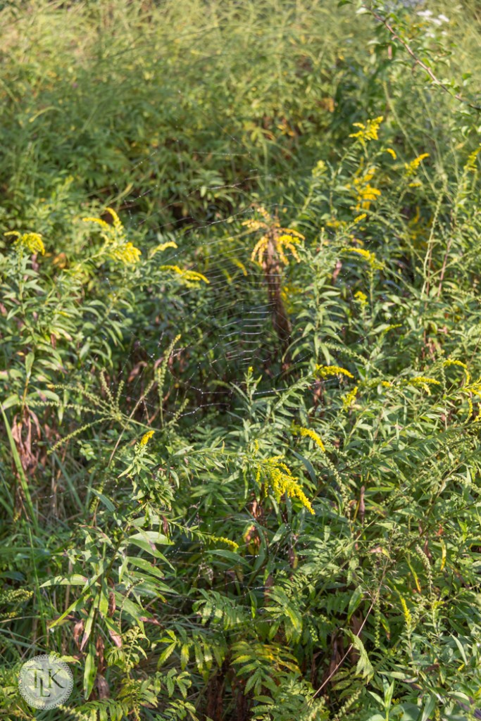 Hidden spider web among the wildflowers