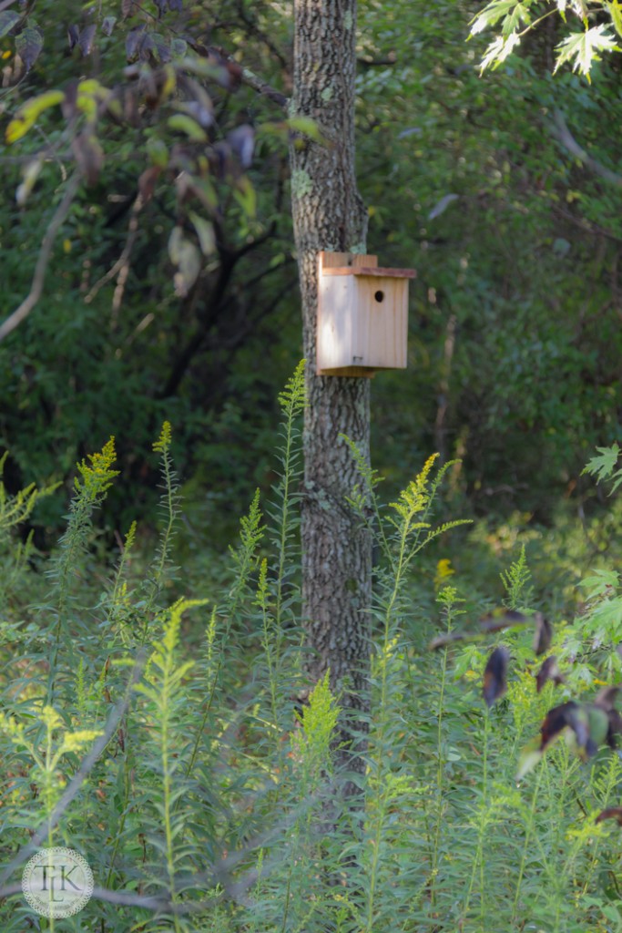 Bluebird house along the trail