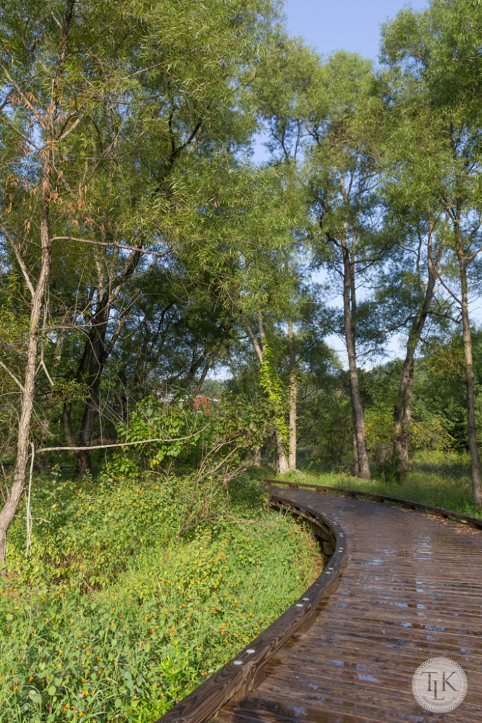 Boardwalk through the wetlands