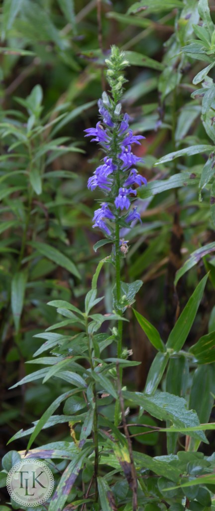 Great Blue Lobelia