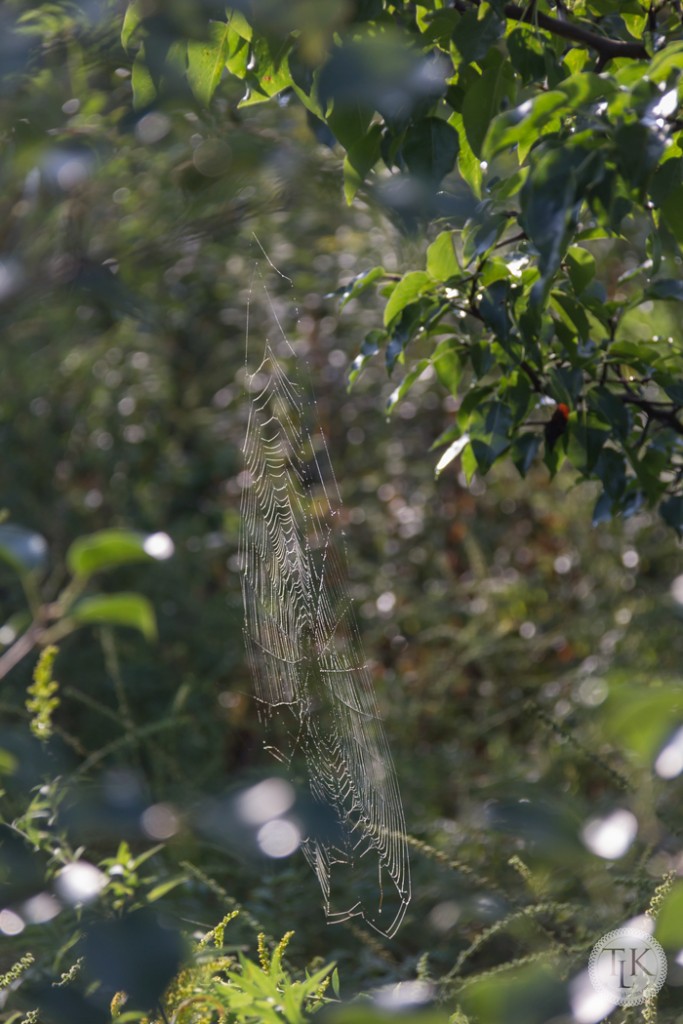 Spider Web 