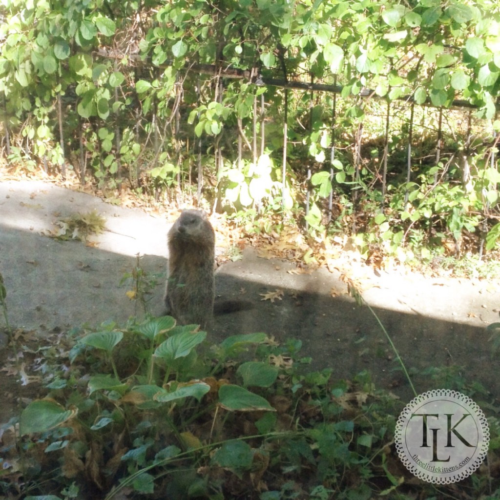 Our Groundhog George