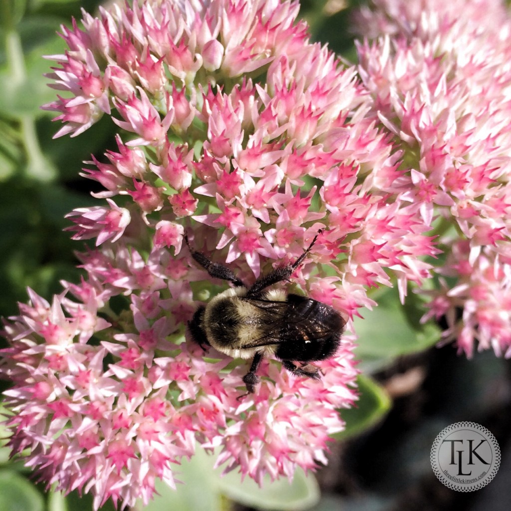 Bumble Bee on the Sedum