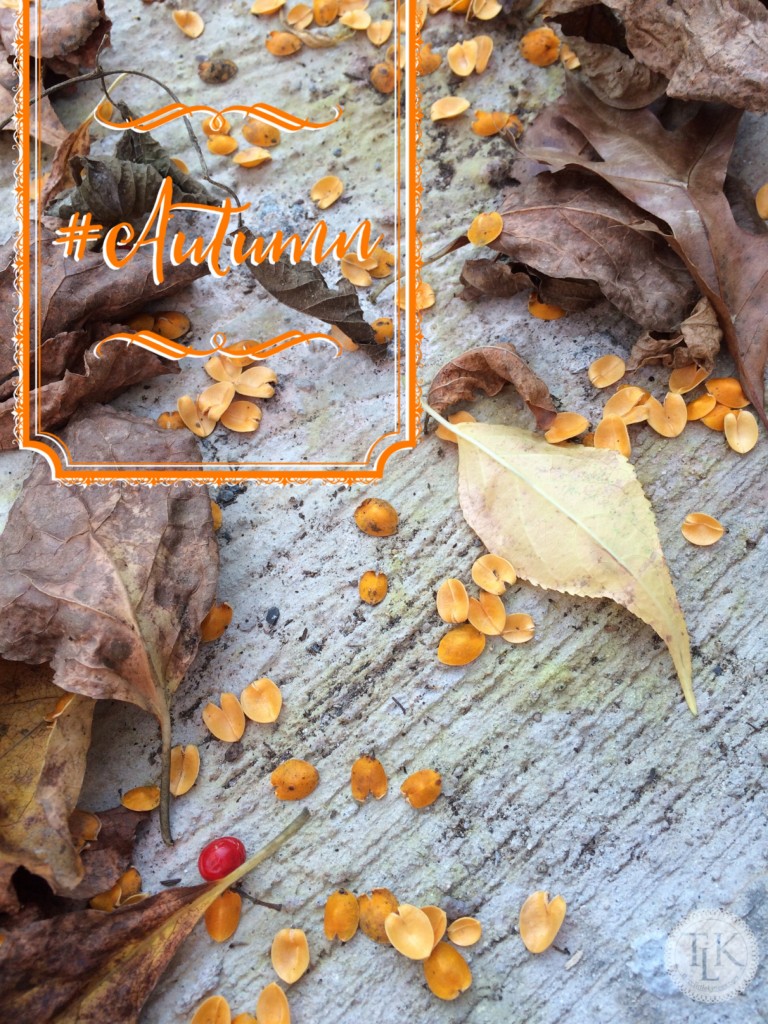 #Autumn - Bittersweet and leaves, a sure sign of Autumn on threelittlekittens.com/blog