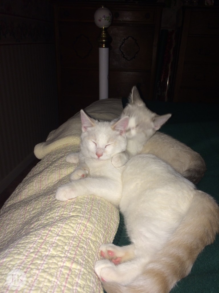 Our new babies Spencer and Katherine's first night in their new forever home