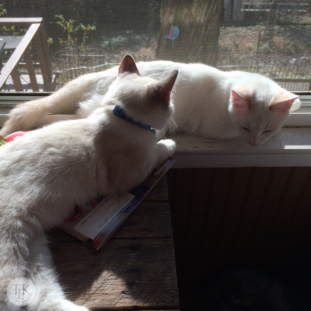 Lounging in a sunny window