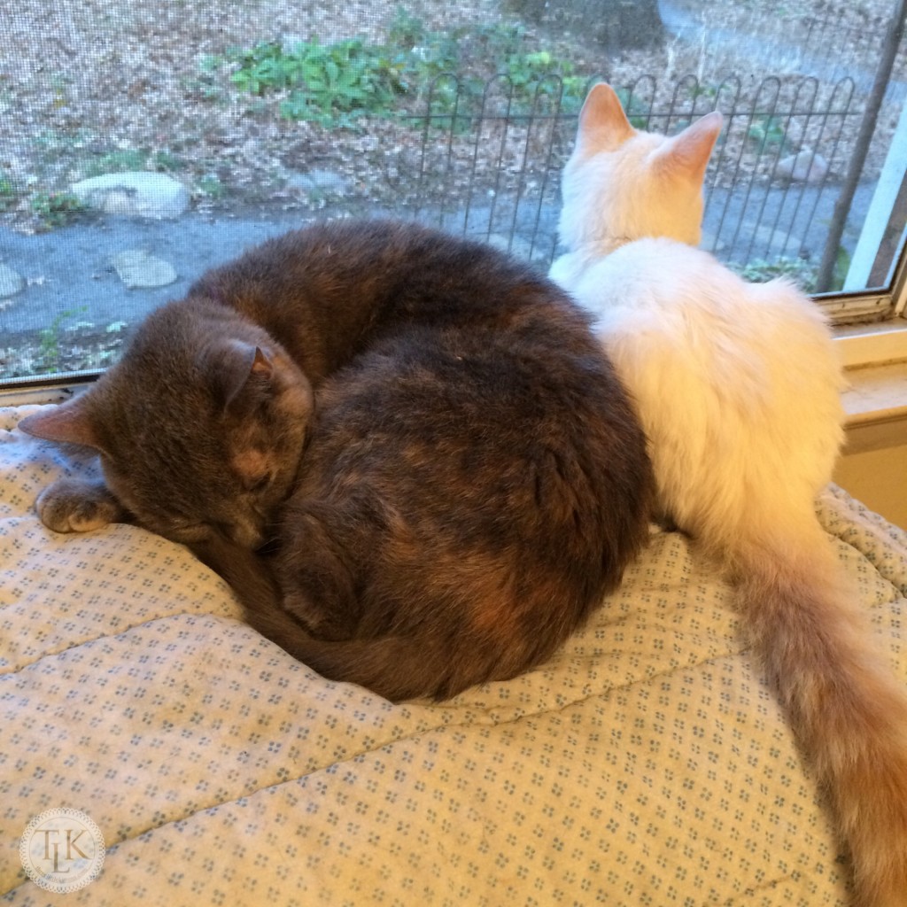 Pixie napping while Spencer snuggles and watches some birds