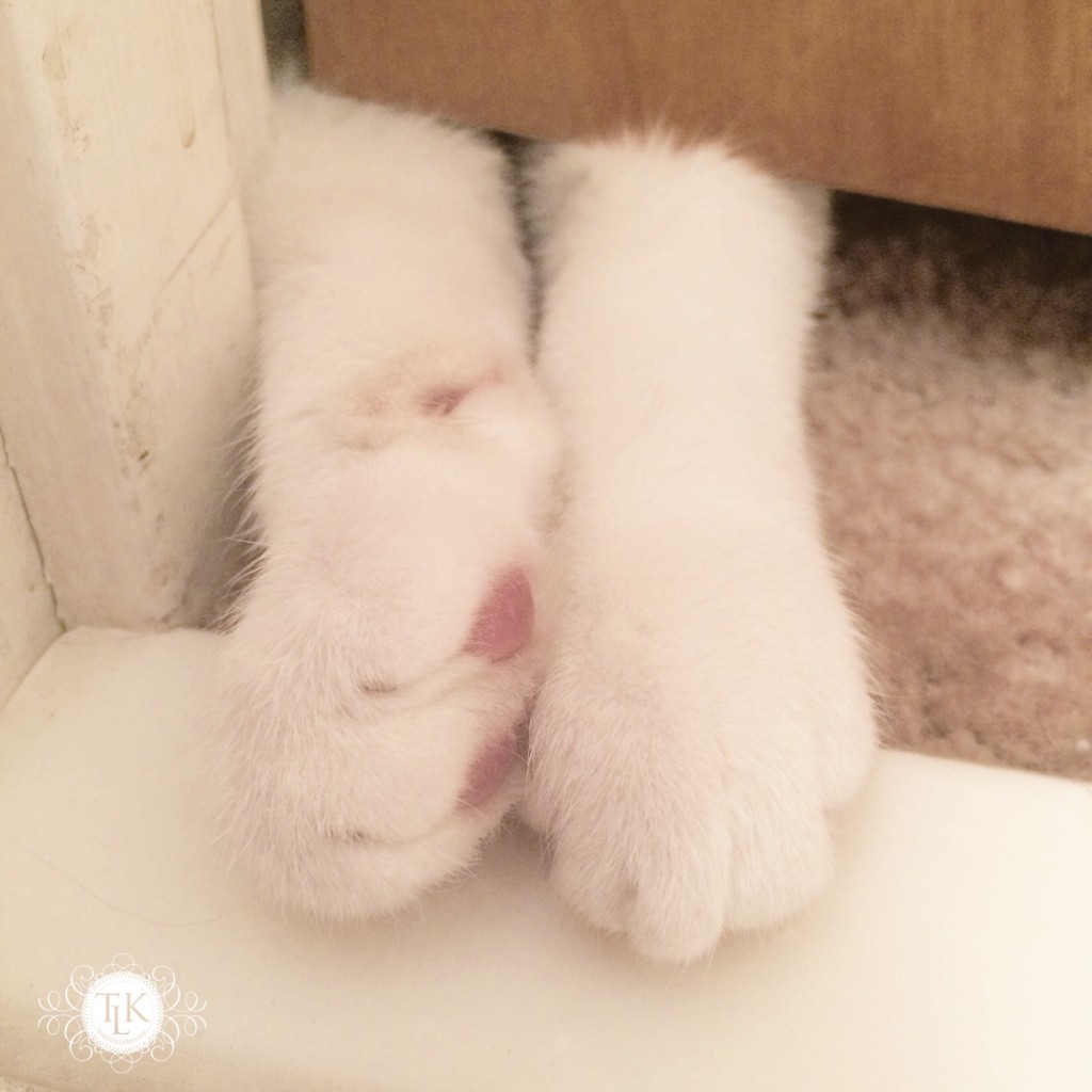 THREE LITTLE KITTENS BLOG | Paws Under the Door