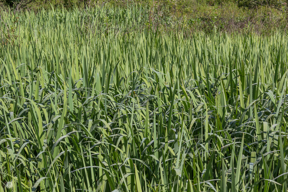 THREE LITTLE KITTENS BLOG | Cat-Tails-in-June