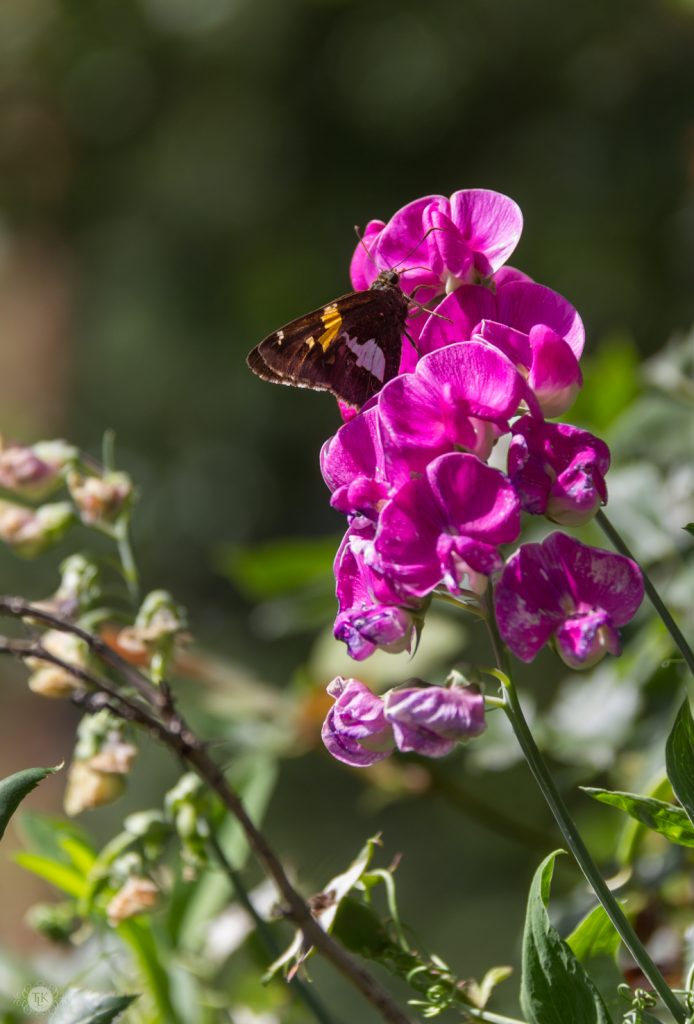 THREE LITTLE KITTENS BLOG | Silver-Spotted-Skipper-and-Everlasting-Sweet-Pea