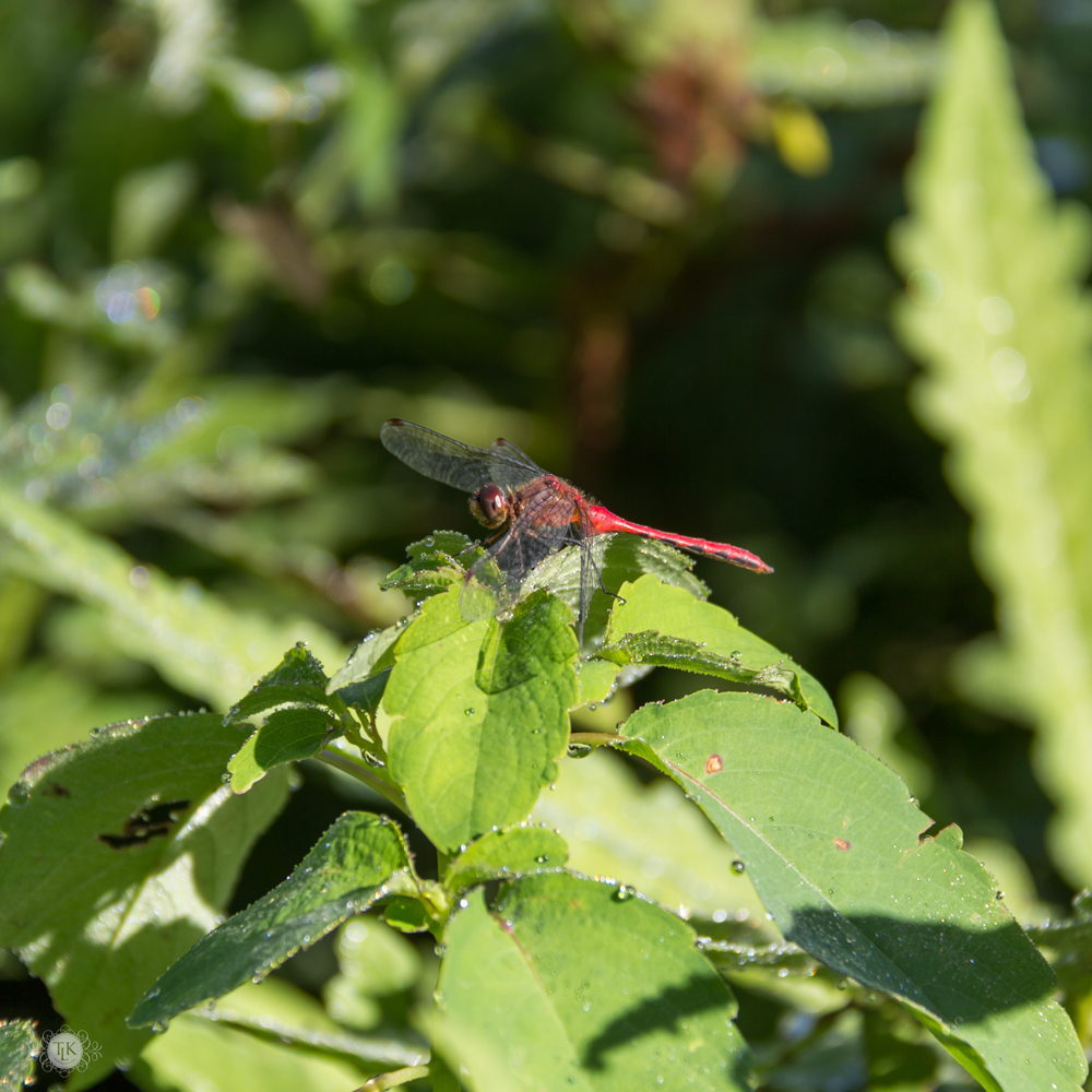 THREE LITTLE KITTENS BLOG | Sunday Bliss - Dragaon-Fly