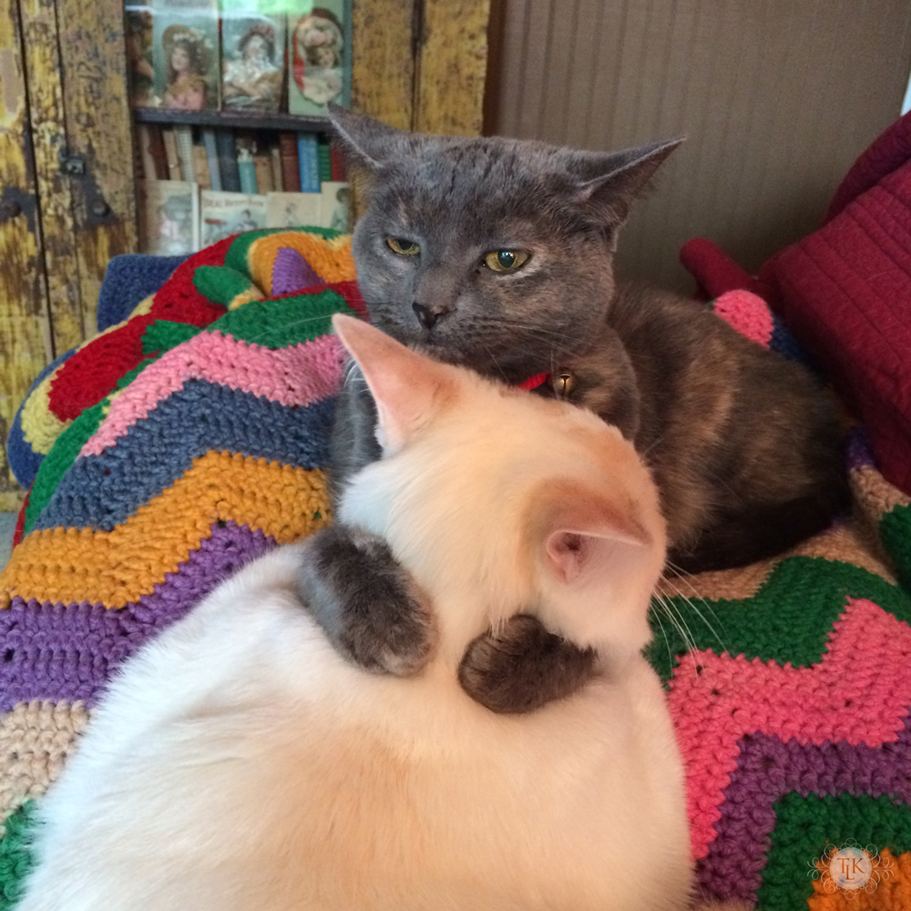 THREE LITTLE KITTENS BLOG | I Have You Now - Dixie gives Spencer's head a bath