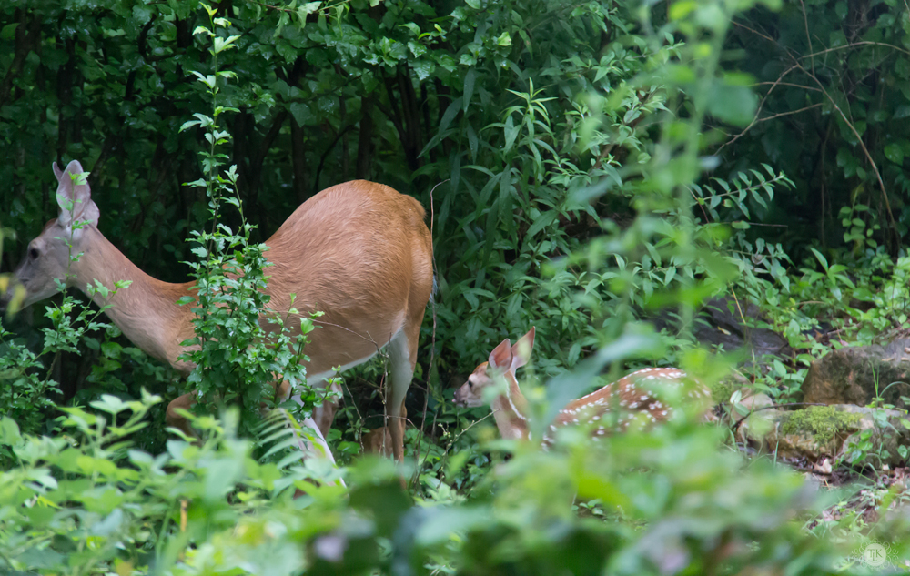 THREE LITTLE KITTENS BLOG | Oh Deer! It's Baby Season!