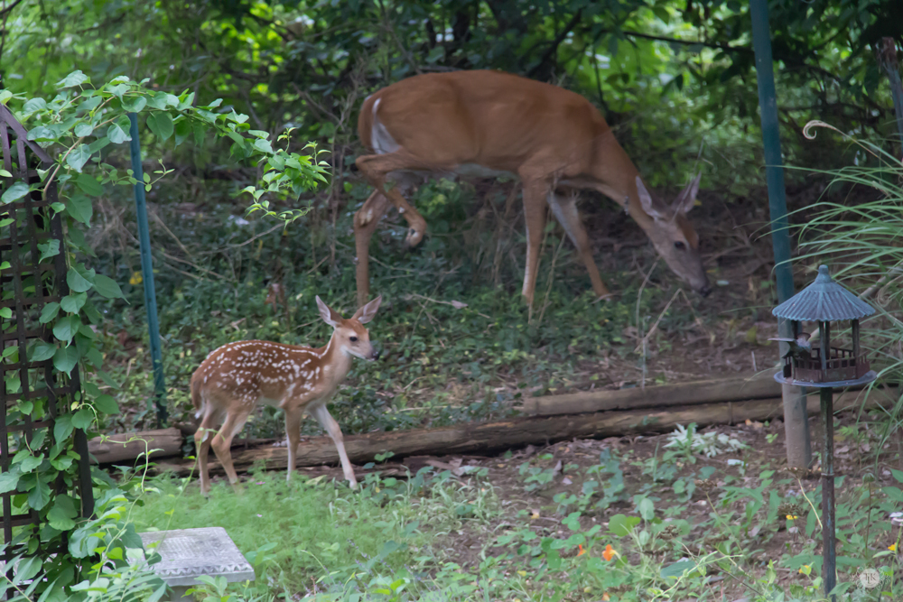 THREE LITTLE KITTENS BLOG | Oh Deer! It's Baby Season!