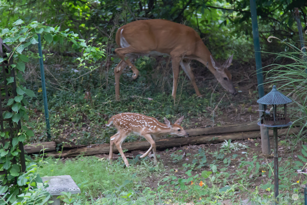 THREE LITTLE KITTENS BLOG | Oh Deer! It's Baby Season!