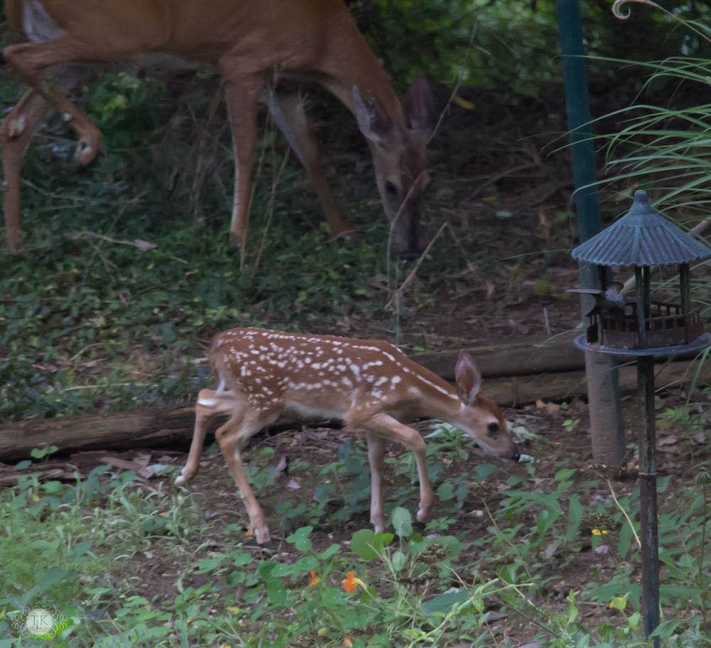 THREE LITTLE KITTENS BLOG | Oh Deer! It's Baby Season!