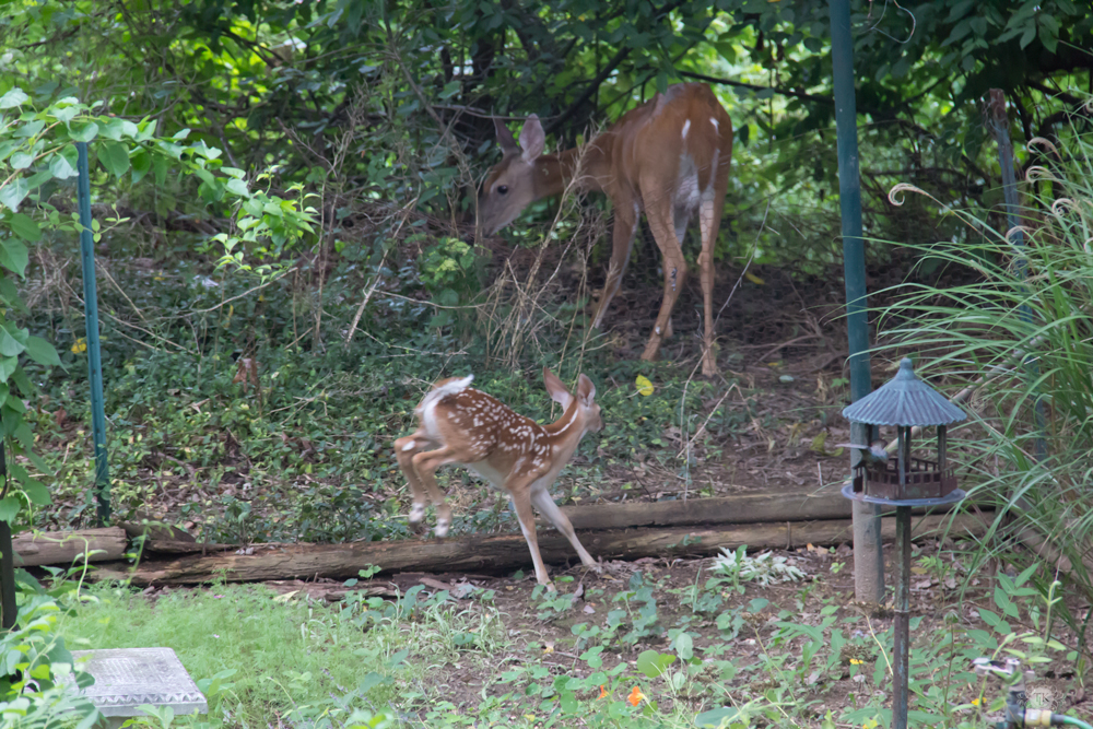 THREE LITTLE KITTENS BLOG | Oh Deer! It's Baby Season!