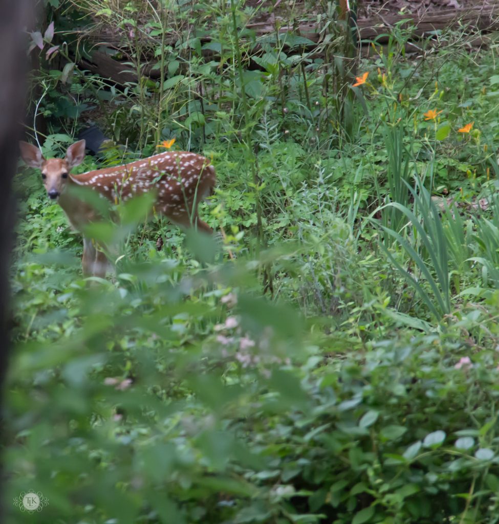 THREE LITTLE KITTENS BLOG | Oh Deer! It's Baby Season!