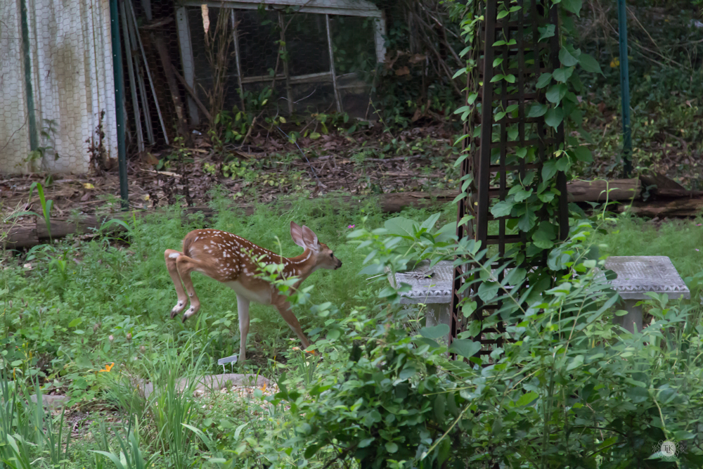 THREE LITTLE KITTENS BLOG | Oh Deer! It's Baby Season!