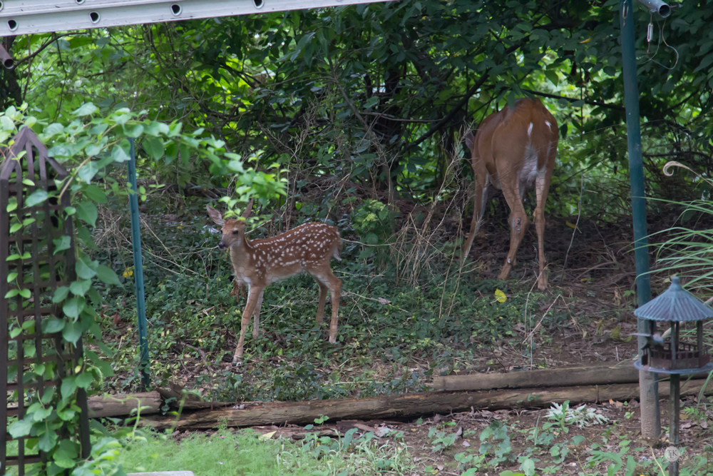 THREE LITTLE KITTENS BLOG | Oh Deer! It's Baby Season!