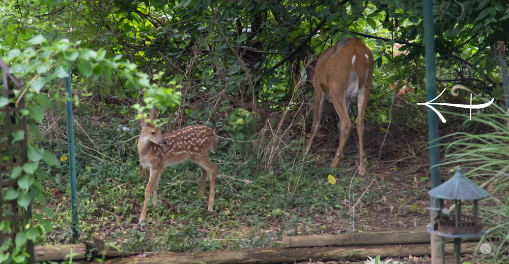 THREE LITTLE KITTENS BLOG | Oh Deer! It's Baby Season!