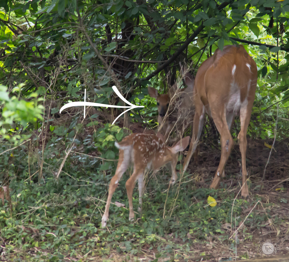 THREE LITTLE KITTENS BLOG | Oh Deer! It's Baby Season!