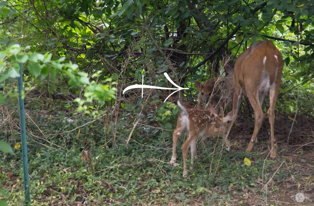 THREE LITTLE KITTENS BLOG | Oh Deer! It's Baby Season!