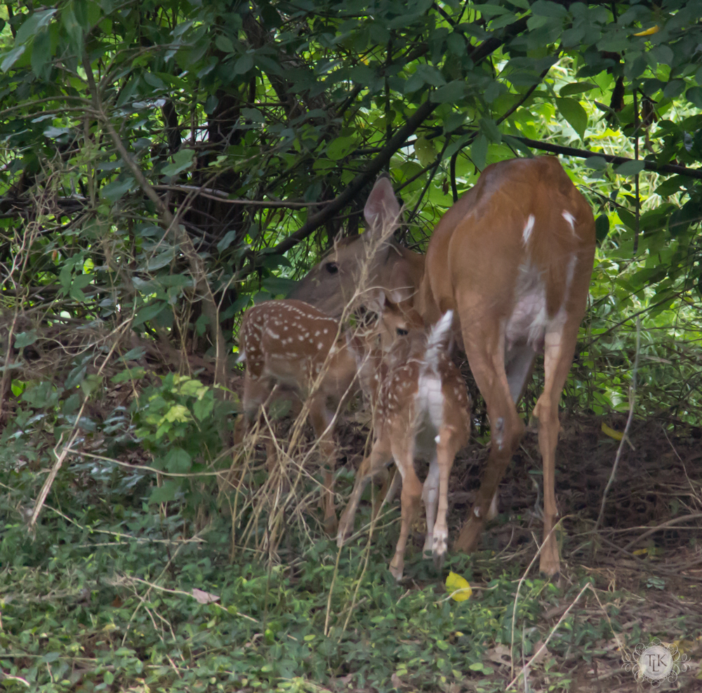 THREE LITTLE KITTENS BLOG | Oh Deer! It's Baby Season!