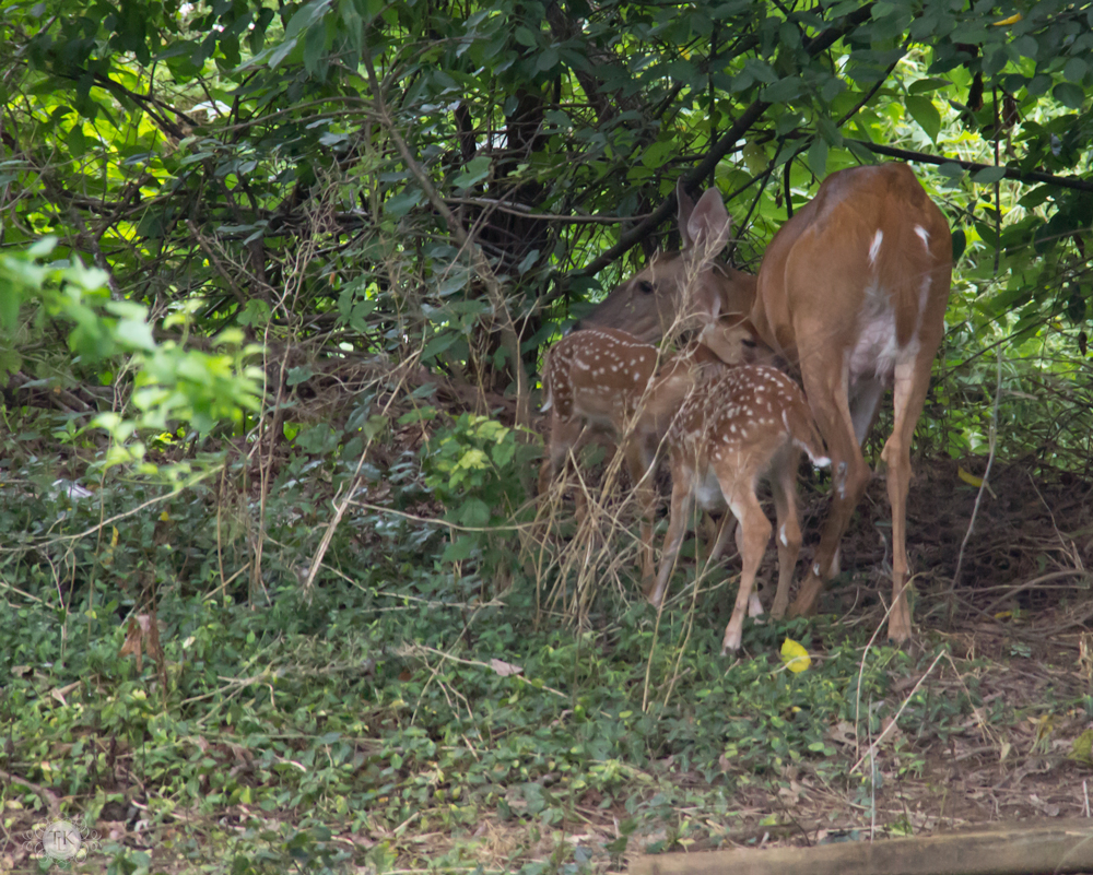 THREE LITTLE KITTENS BLOG | Oh Deer! It's Baby Season!