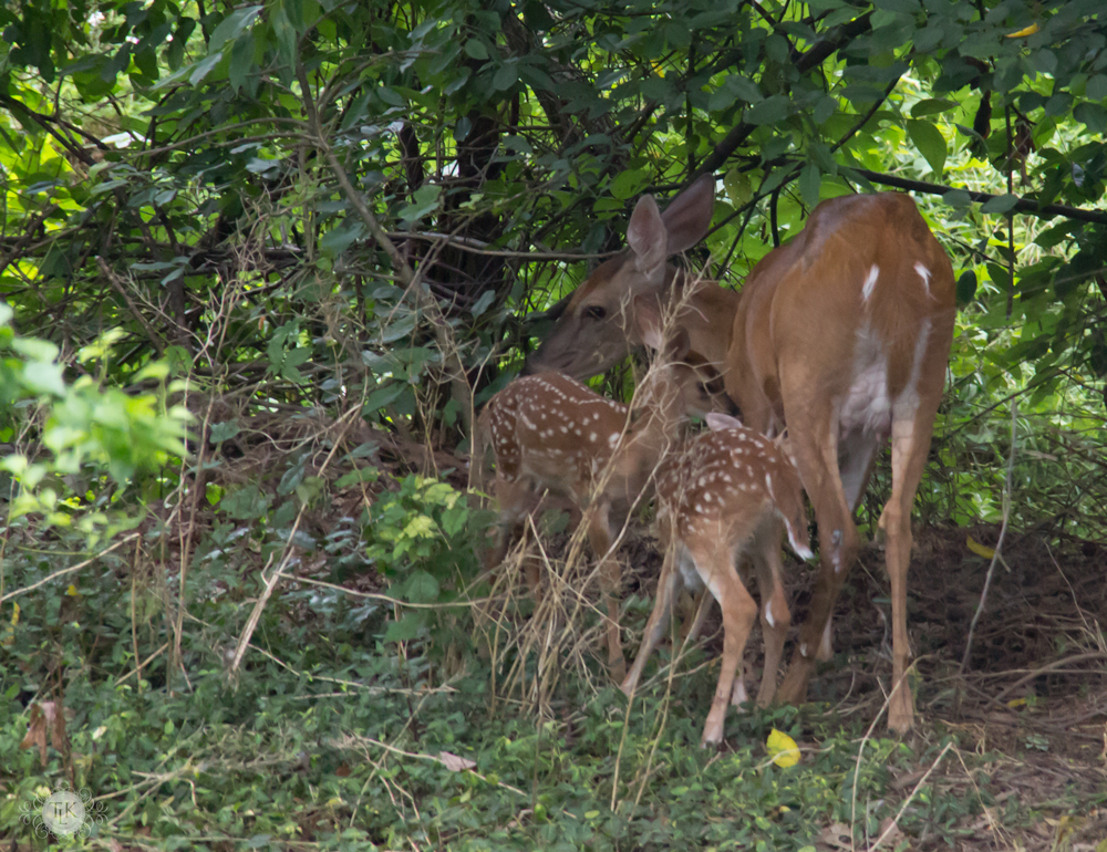 THREE LITTLE KITTENS BLOG | Oh Deer! It's Baby Season!