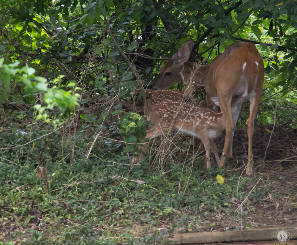 THREE LITTLE KITTENS BLOG | Oh Deer! It's Baby Season!