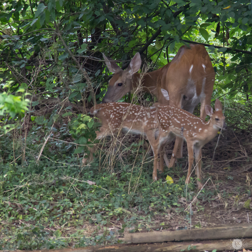 THREE LITTLE KITTENS BLOG | Oh Deer! It's Baby Season!