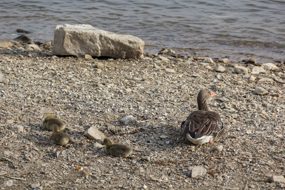 THREE LITTLE KITTENS BLOG | Baby-Geese