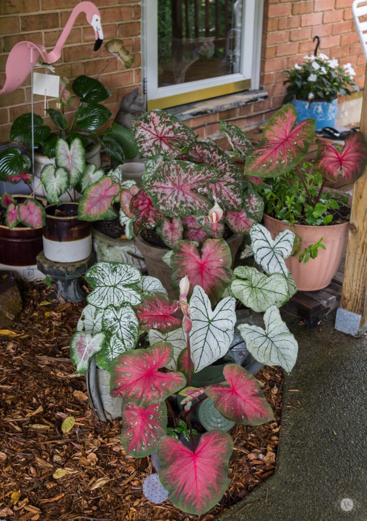 THREE LITTLE KITTENS BLOG | Caladium Love